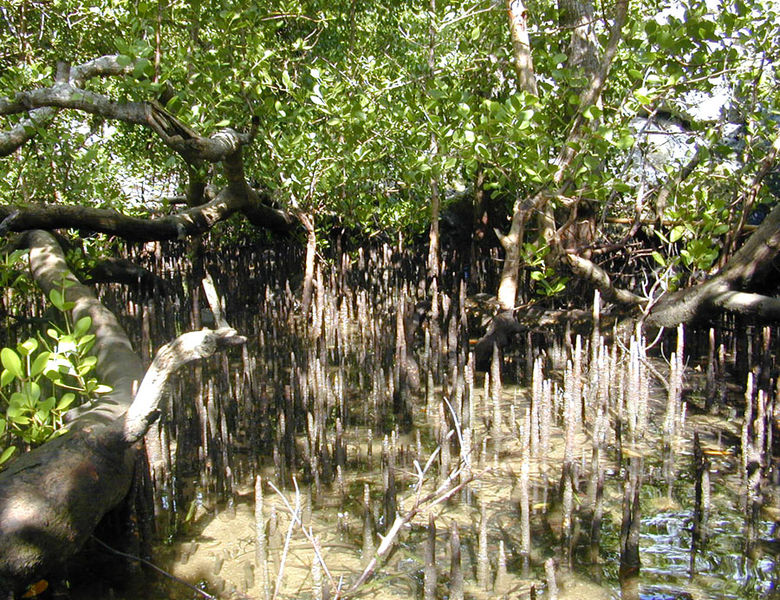 S. brockii_mangrove (biology).jpg