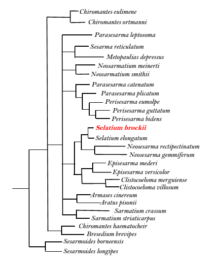 S.brockii_Phylogenetic tree of Sesarmidae.png