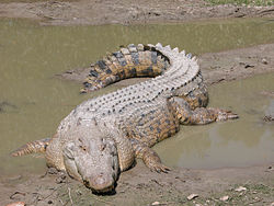 SaltwaterCrocodile('Maximo').jpg