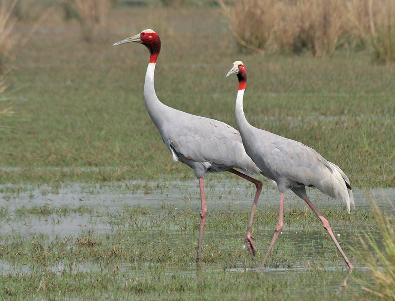 Sarus_Crane_(Grus_antigone)_at_Sultanpur_I_Picture_151.jpg