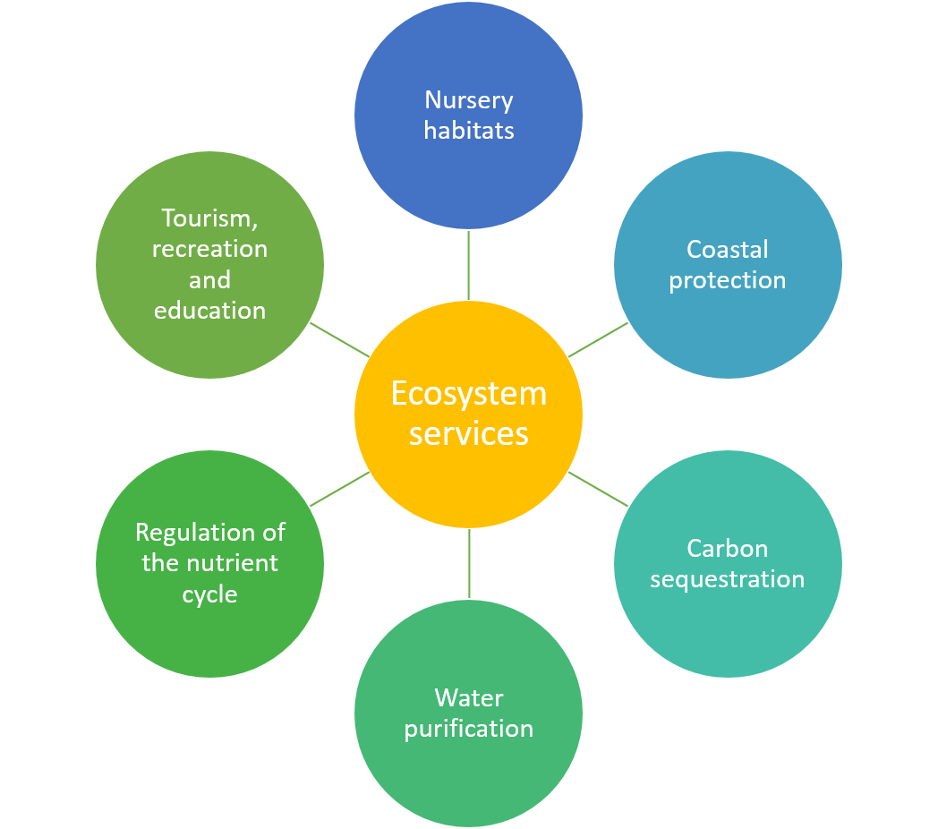 Seagrass Ecosystem Services_v2.png