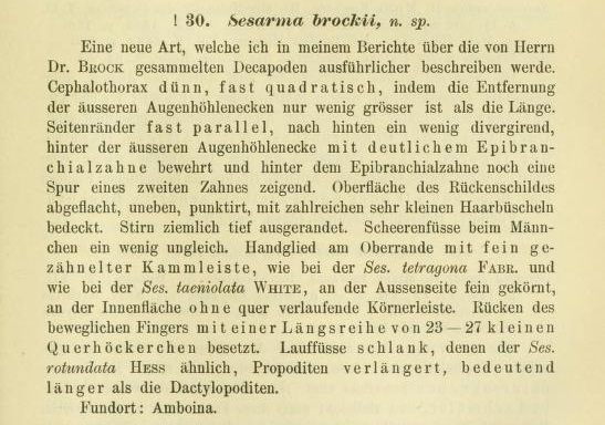 Selatium brockii_Sesarma brockii De Man 1887 (name).jpg