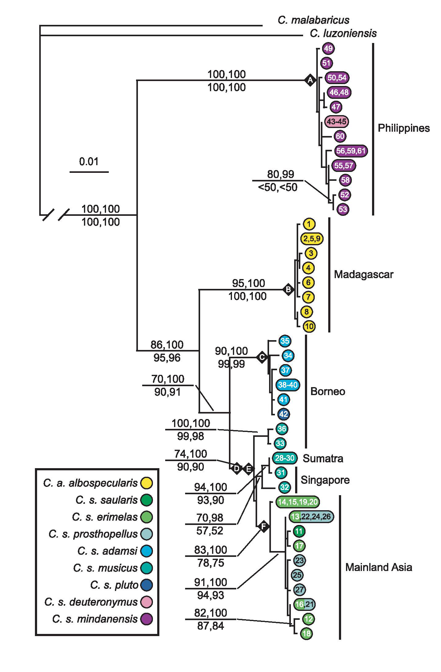 Sheldon et al. 2009. Page 6 phylogeny of C. saularis_elizengyx.jpg