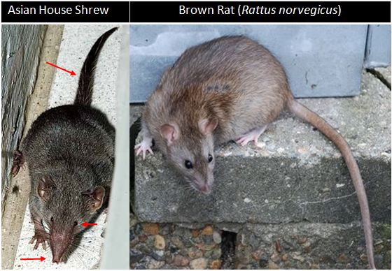 Shrewnrat.JPG