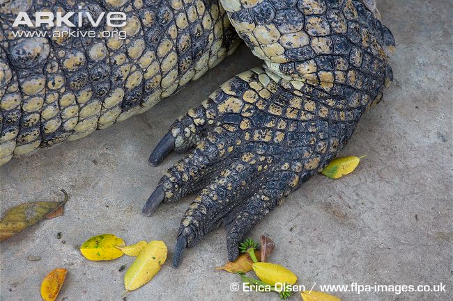 Siamese-crocodile-foot.jpg