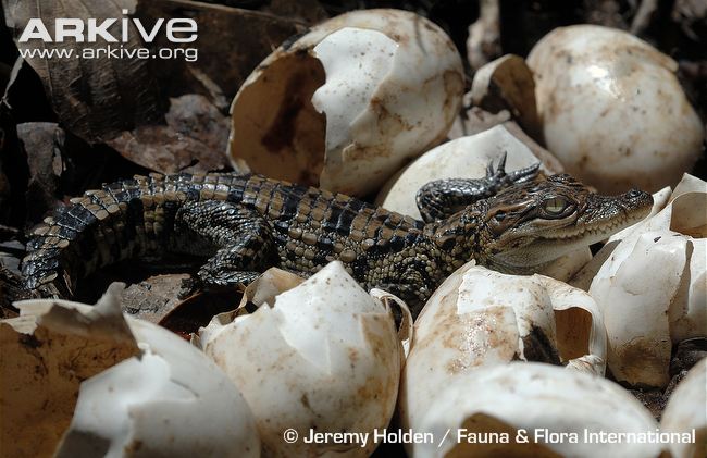 Siamese-crocodile-hatchling.jpg