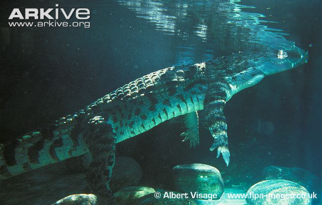 Siamese-crocodile-swimming-underwater.jpg