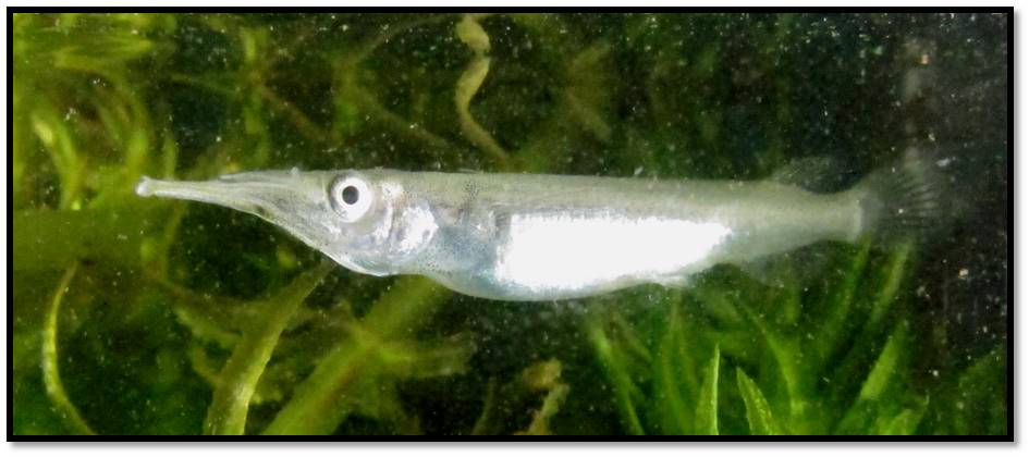 Silver Halfbeak.jpg