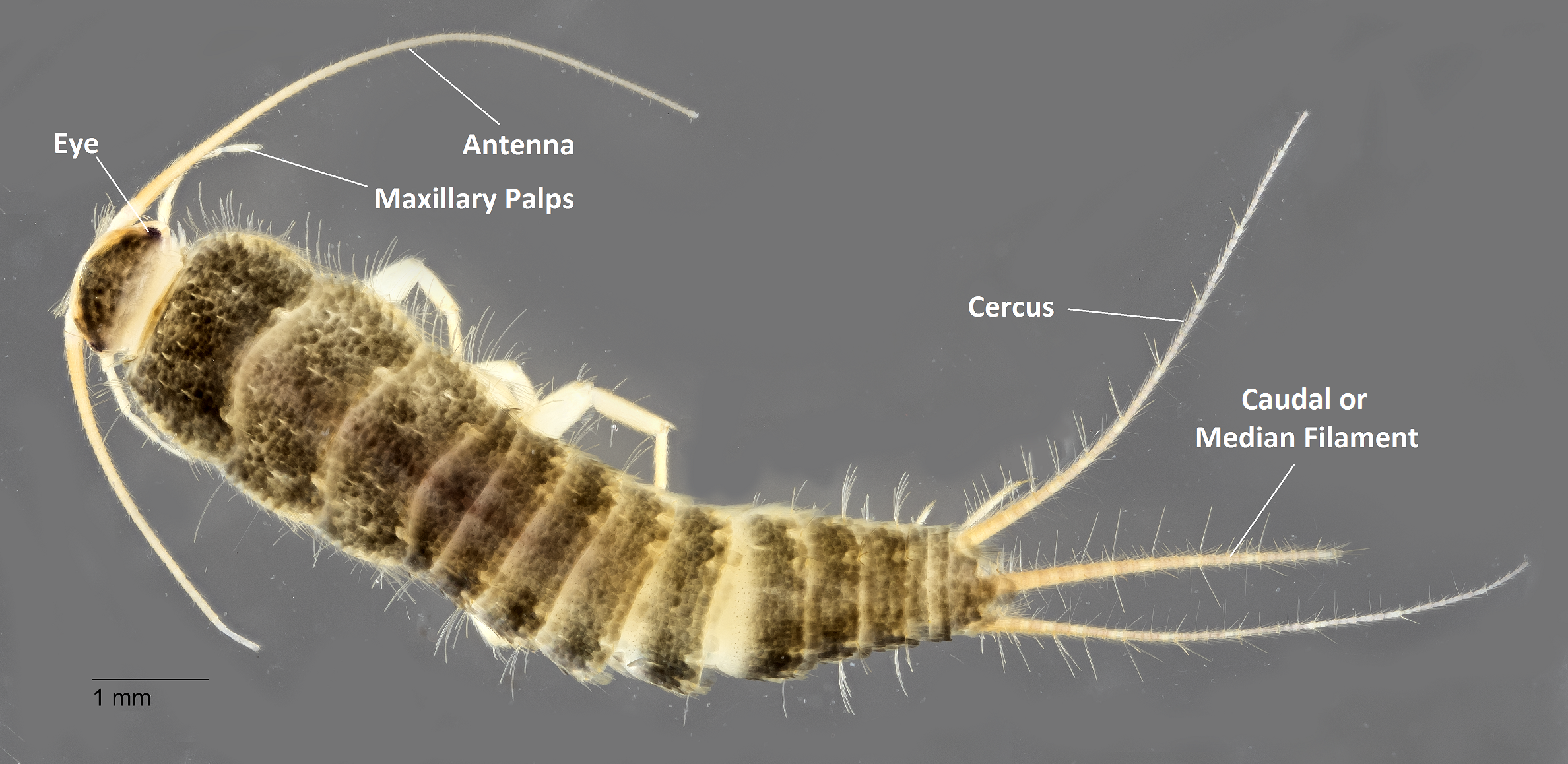 Silverfish Labelled.png