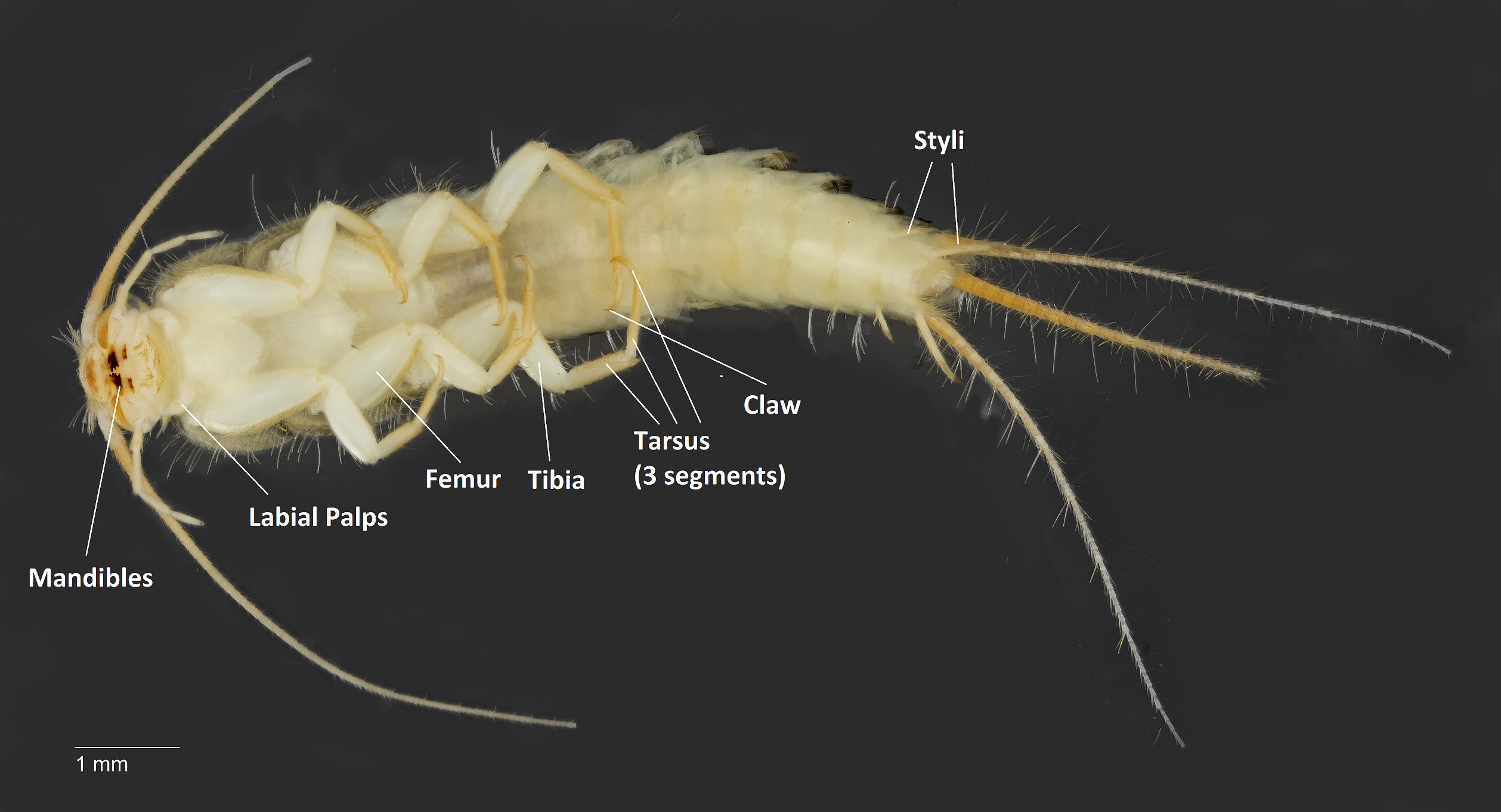 Silverfish ventral labelled.png