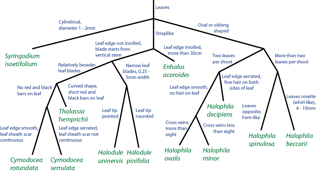 Singapore seagrass quick ID.png