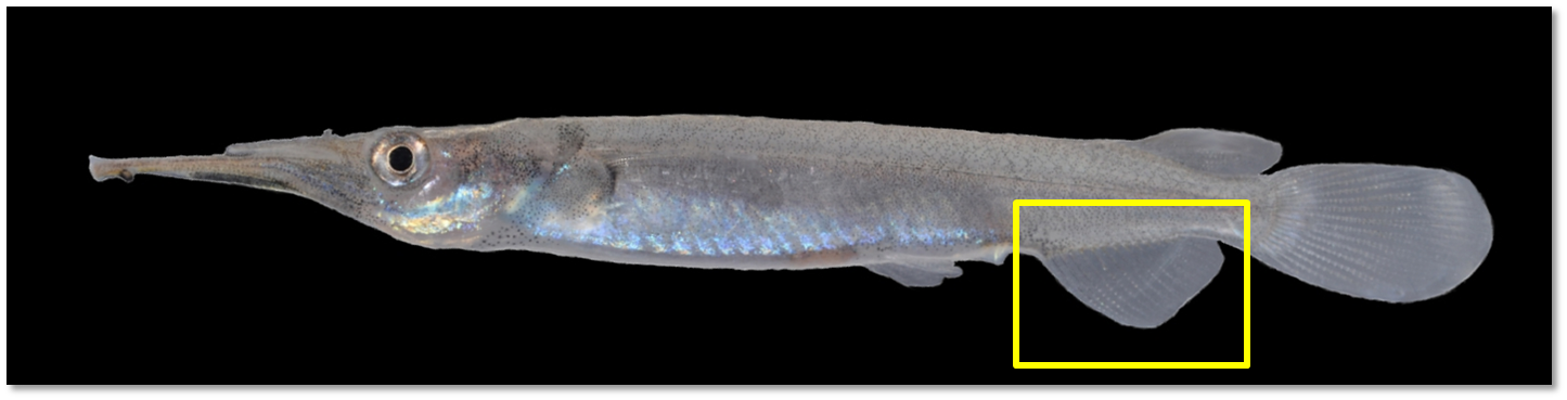 Small halfbeak anal fin.png