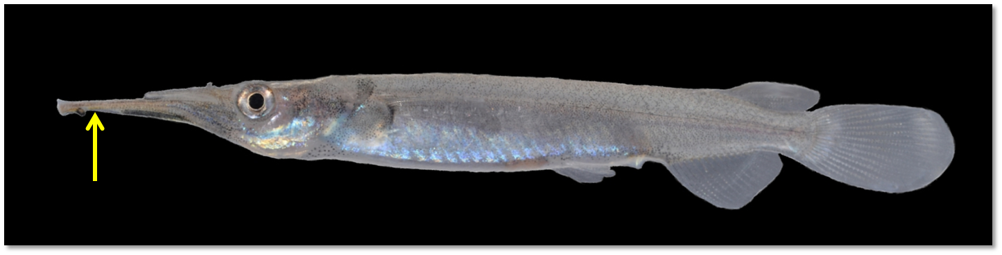 Small halfbeak lower jaw.png