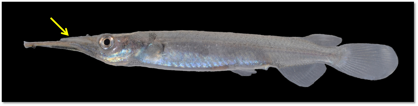 Small halfbeak upper jaw.png