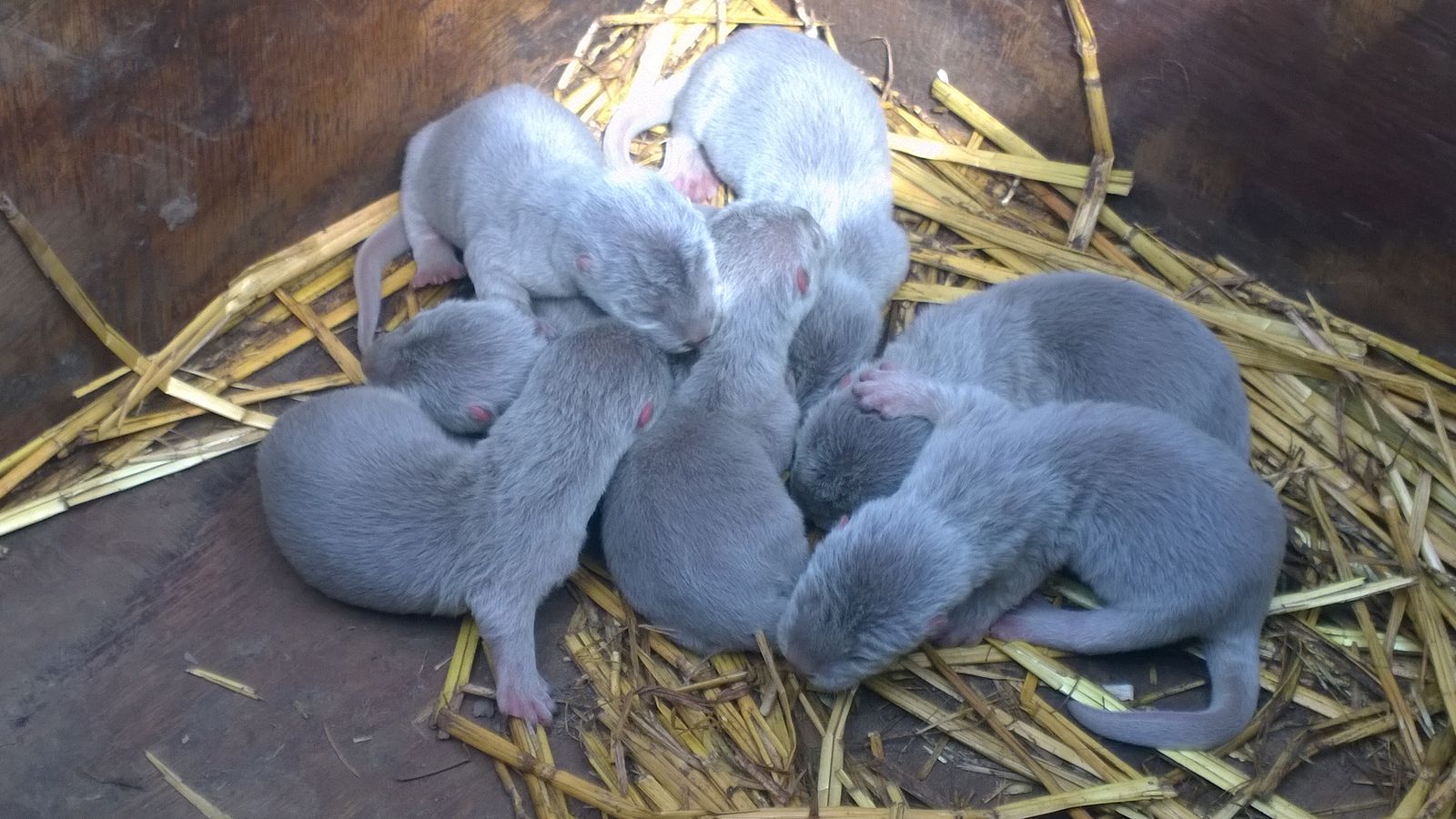 Smooth_Coated_Otter_Babies_at_WWP.jpg