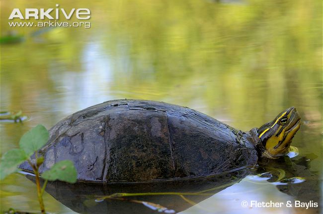 South-Asian-box-turtle-half-submerged-in-water.jpg