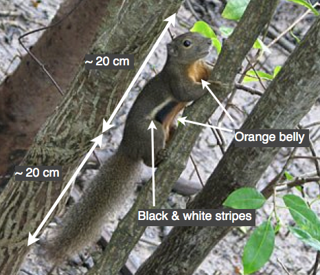 Squirrel Labelled.png