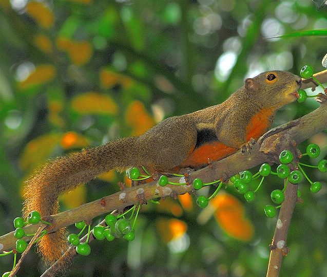 Squirrel Licks Fruit.jpg