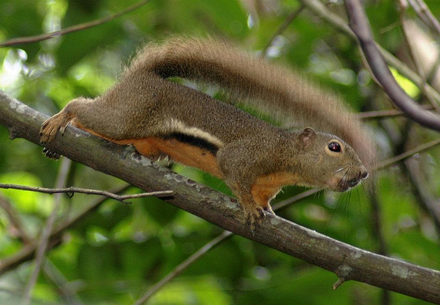 Squirrel Tail Flick.png