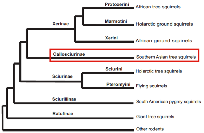 Squirrel Taxonomy 1.png
