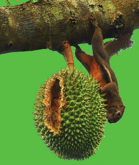 Squirrel and Durian.png
