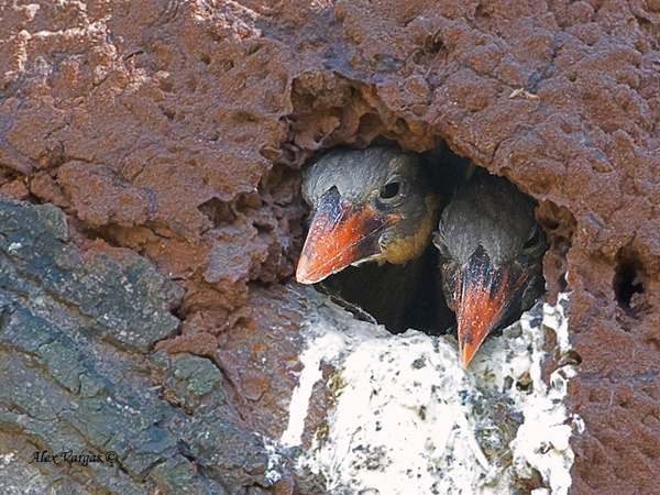 Stork-billed-Kingfisher-chicks-in-nest-3.jpg