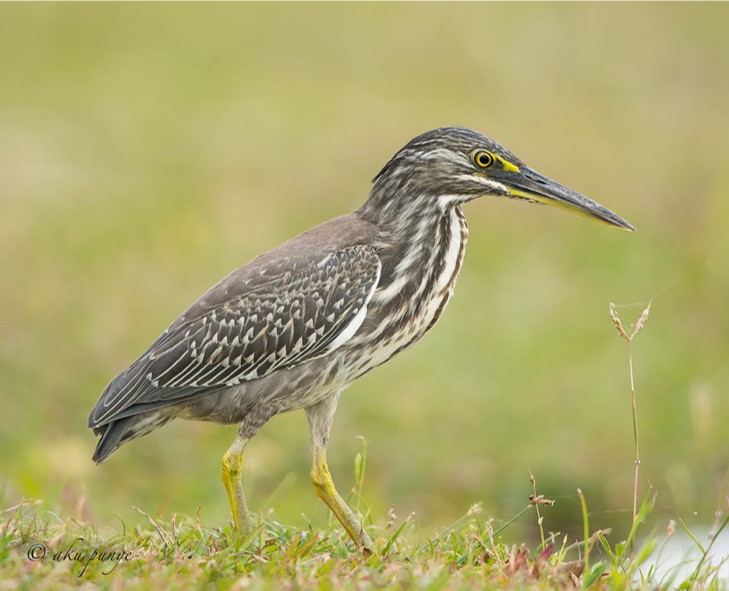 Striated heron juv.jpg