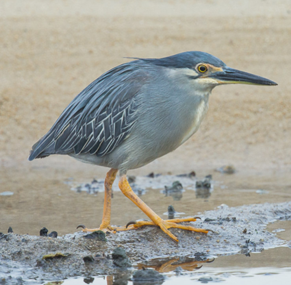 Striated heron on sp comparison.png