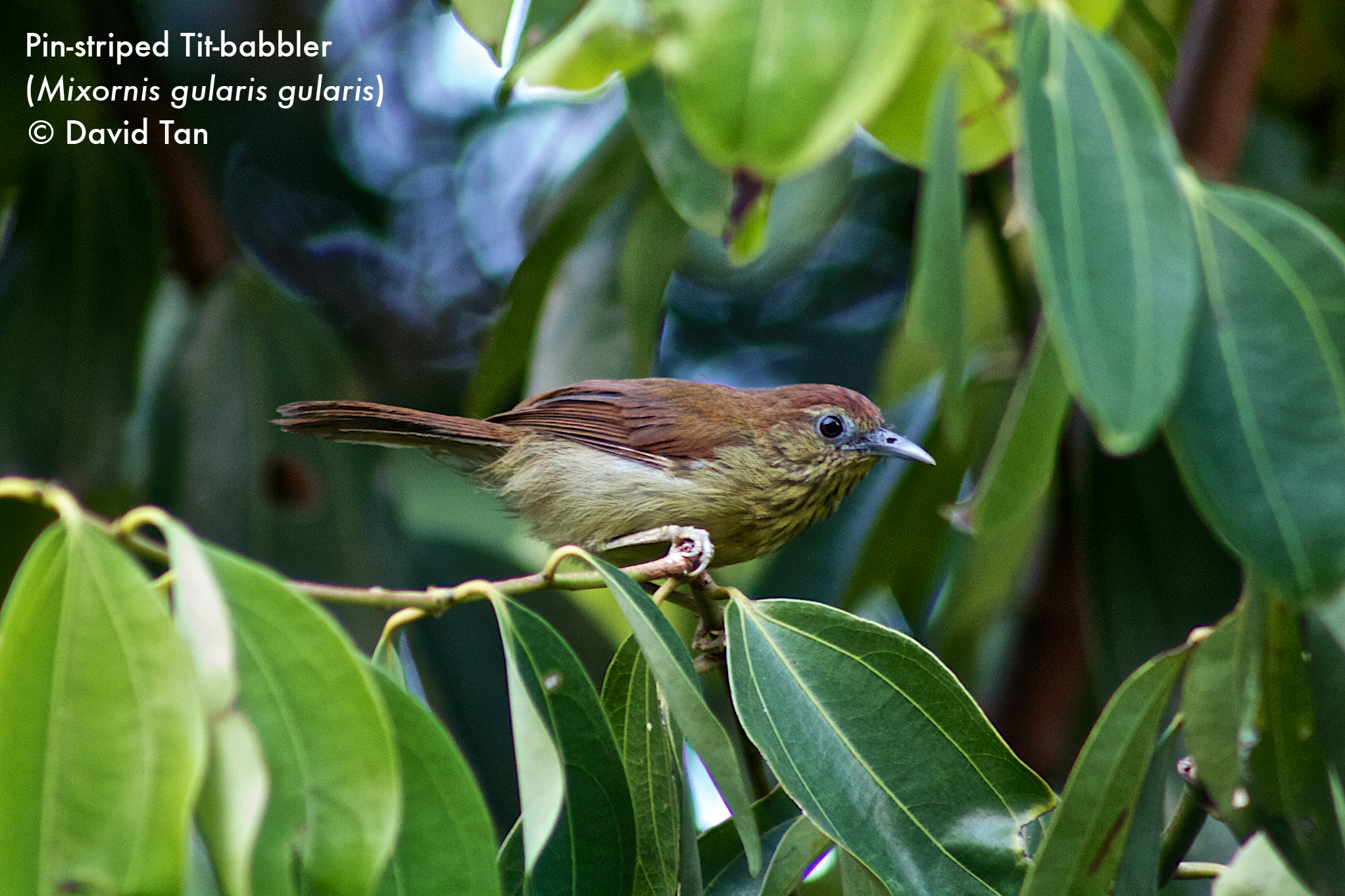 Striped-tit Babbler_1.jpg