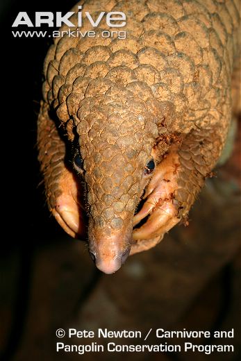 Sunda-pangolin-head-detail.jpg