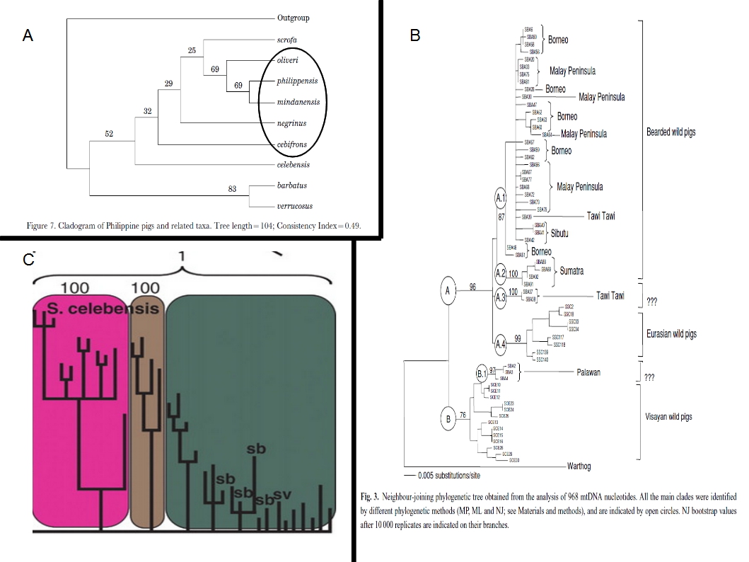 Sus phylo.jpg