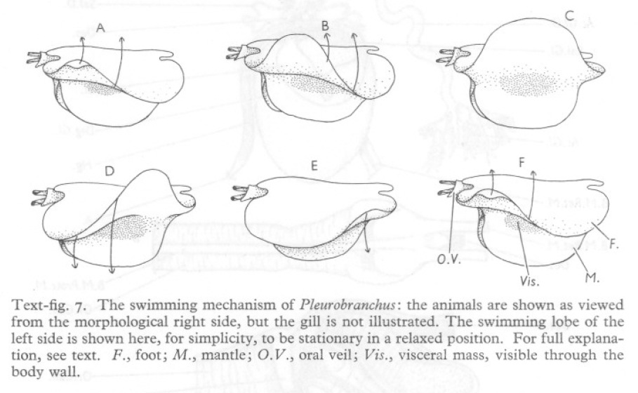 Swimming_P. membranaceus (Thompson & Slinn, 1959).jpg