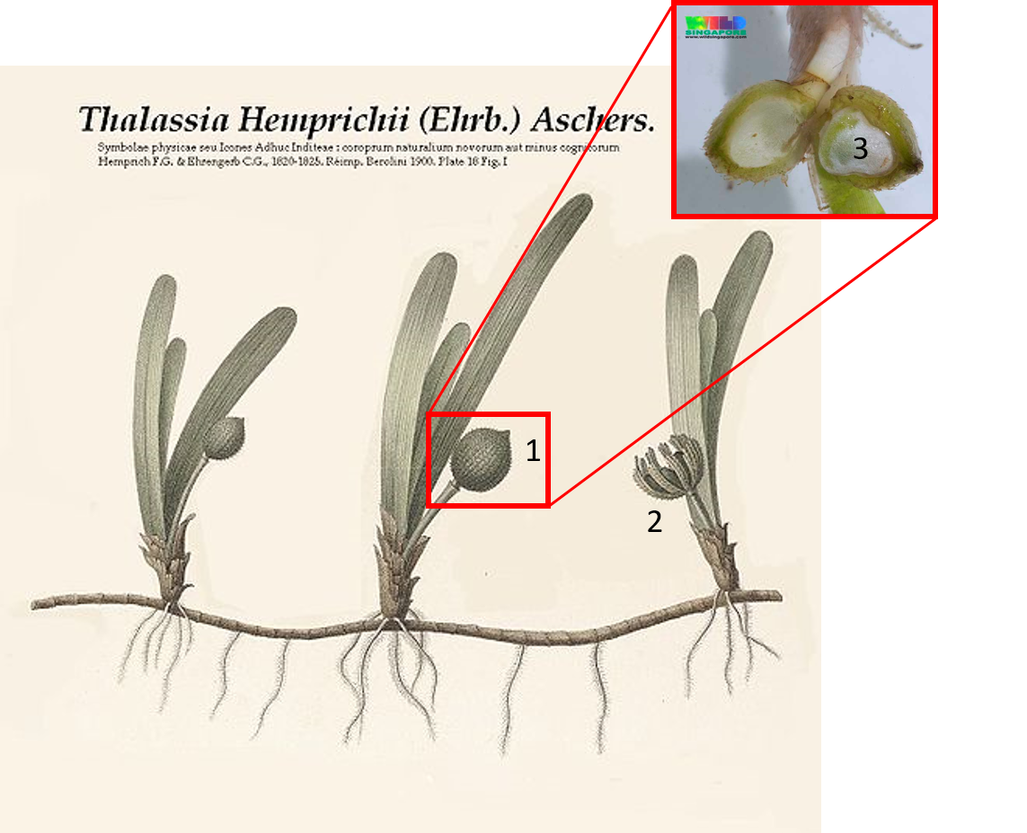 TH Reproductive Structures_v2.png