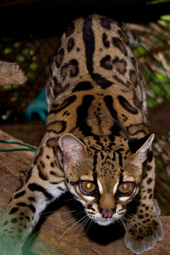 THIS MARGAY.jpg