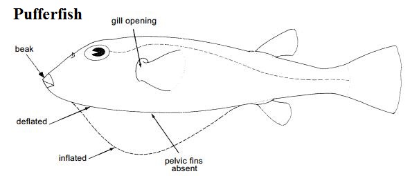 Tetraodontidae simple drawing.jpg