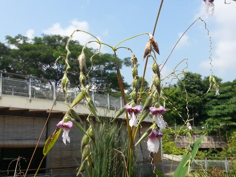 Thalia geniculata.jpg