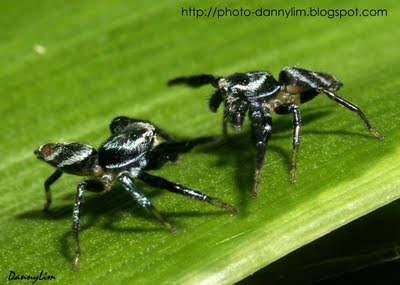 Jumping Spider Paddle Battle