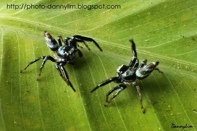 Jumping Spider Paddle Battle