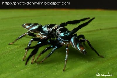 Jumping Spider Paddle Battle