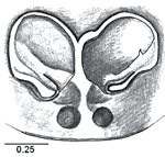 Thiania_bhamoensis_prosz2010_4.png