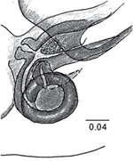 Thiania_bhamoensis_prosz2010_5.png