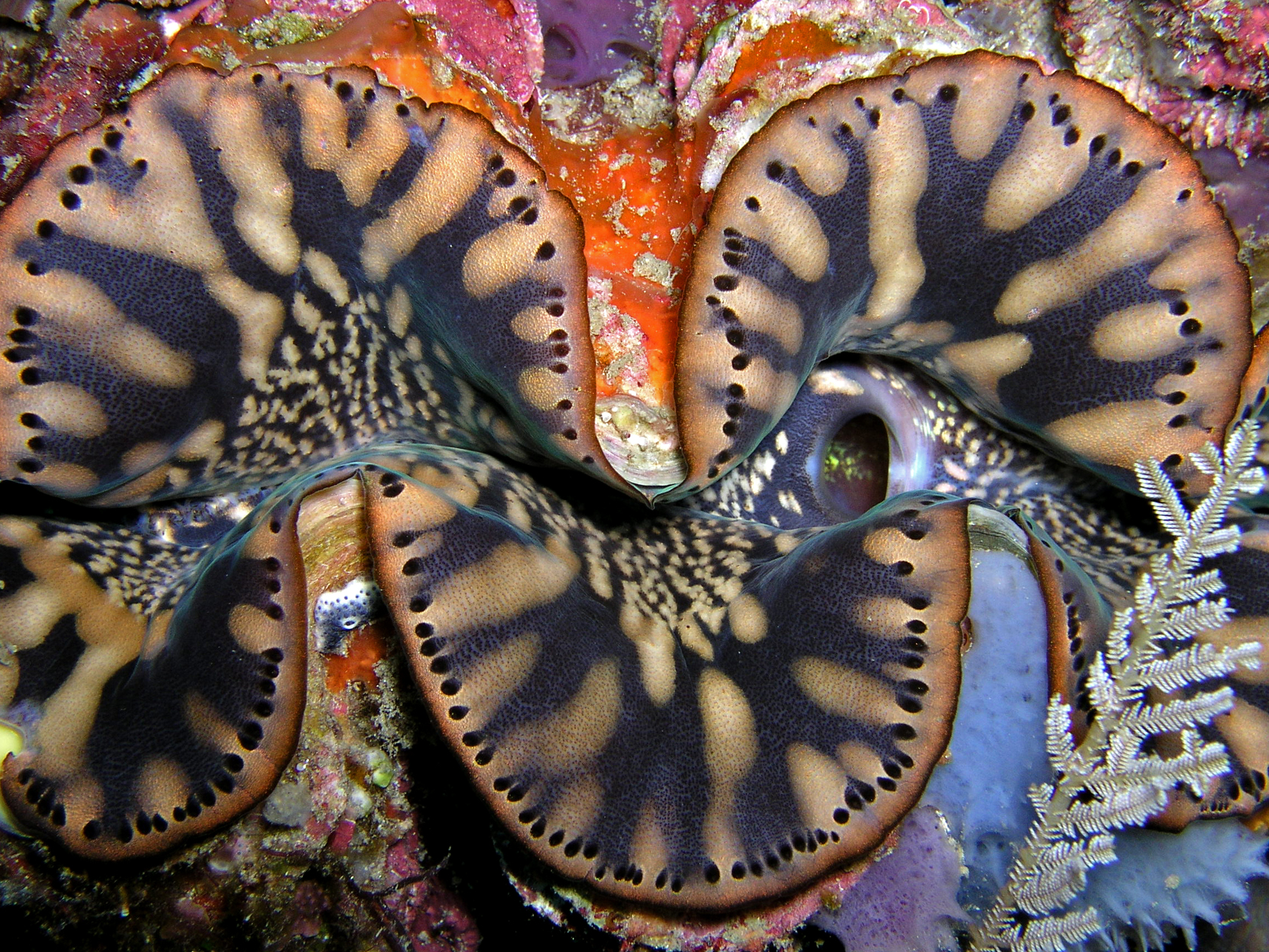 Tridacna_squamosa_(Giant_clam)_Timor_wikicommons.jpg