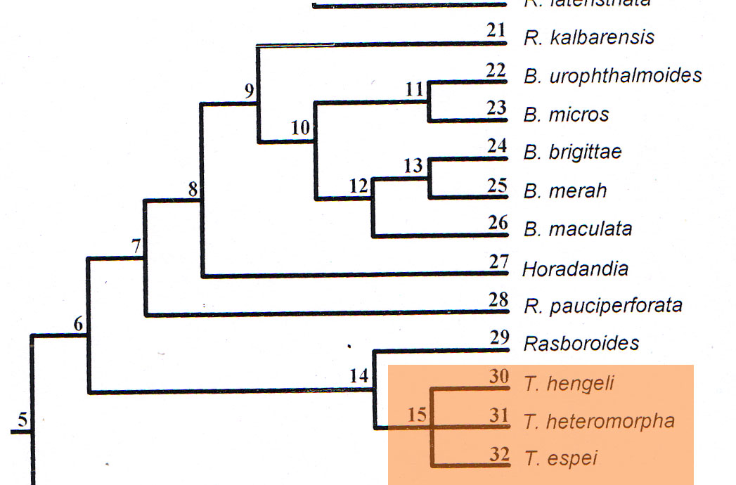 Trigonostigma_MP_Tree_based_on_Skeletal_structure.jpg
