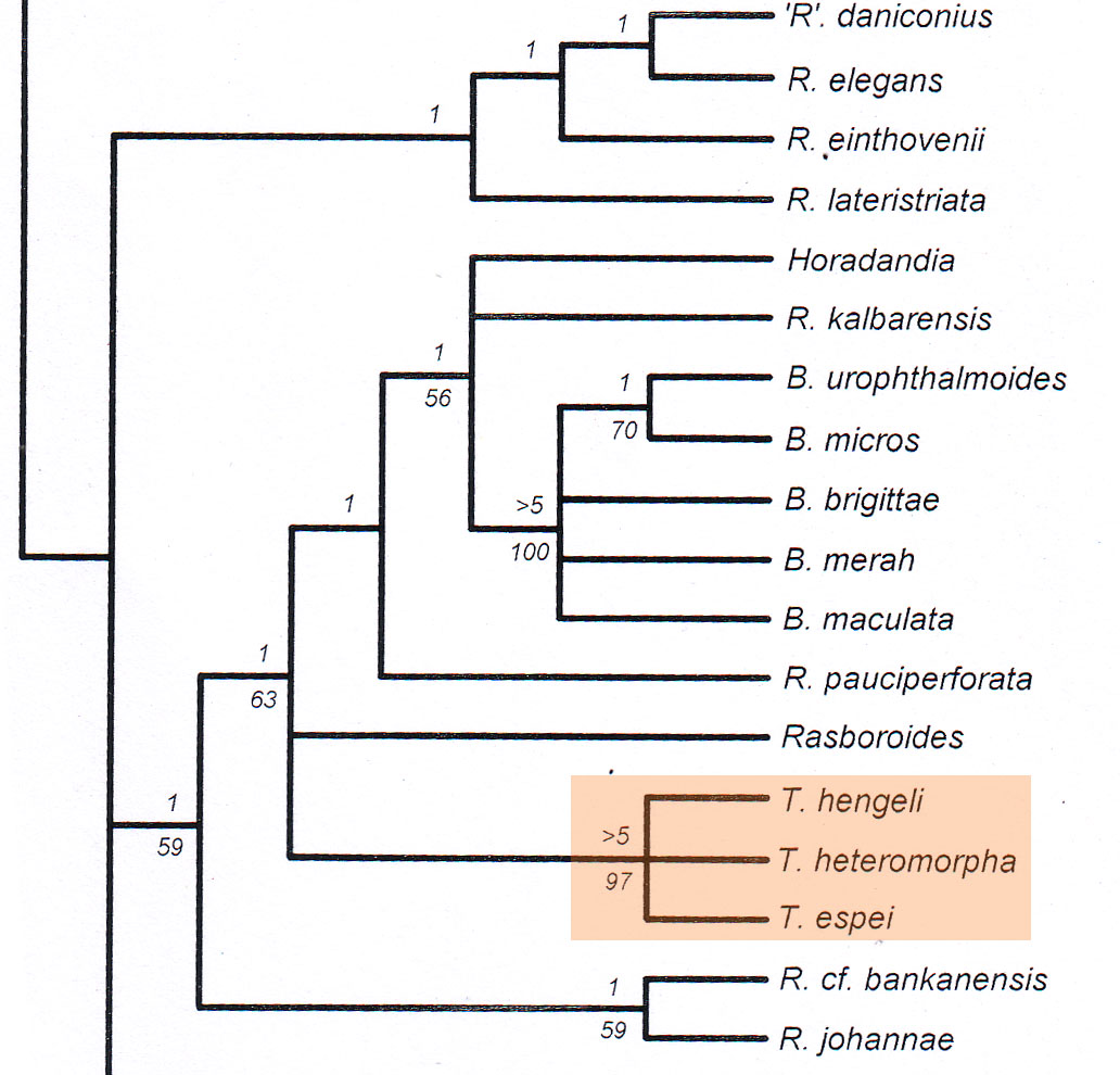 Trigonostigma_consensus_Tree_based_on_Skeletal_structure.jpg
