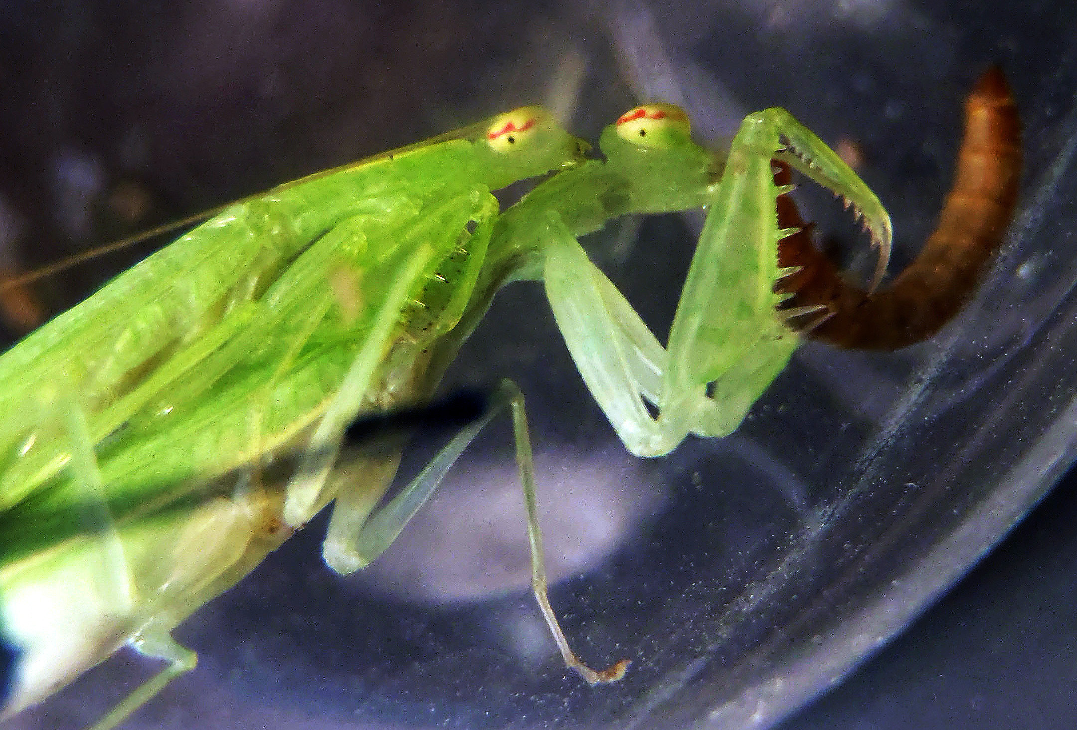 Tropido mantis tenera mating and eating.JPG