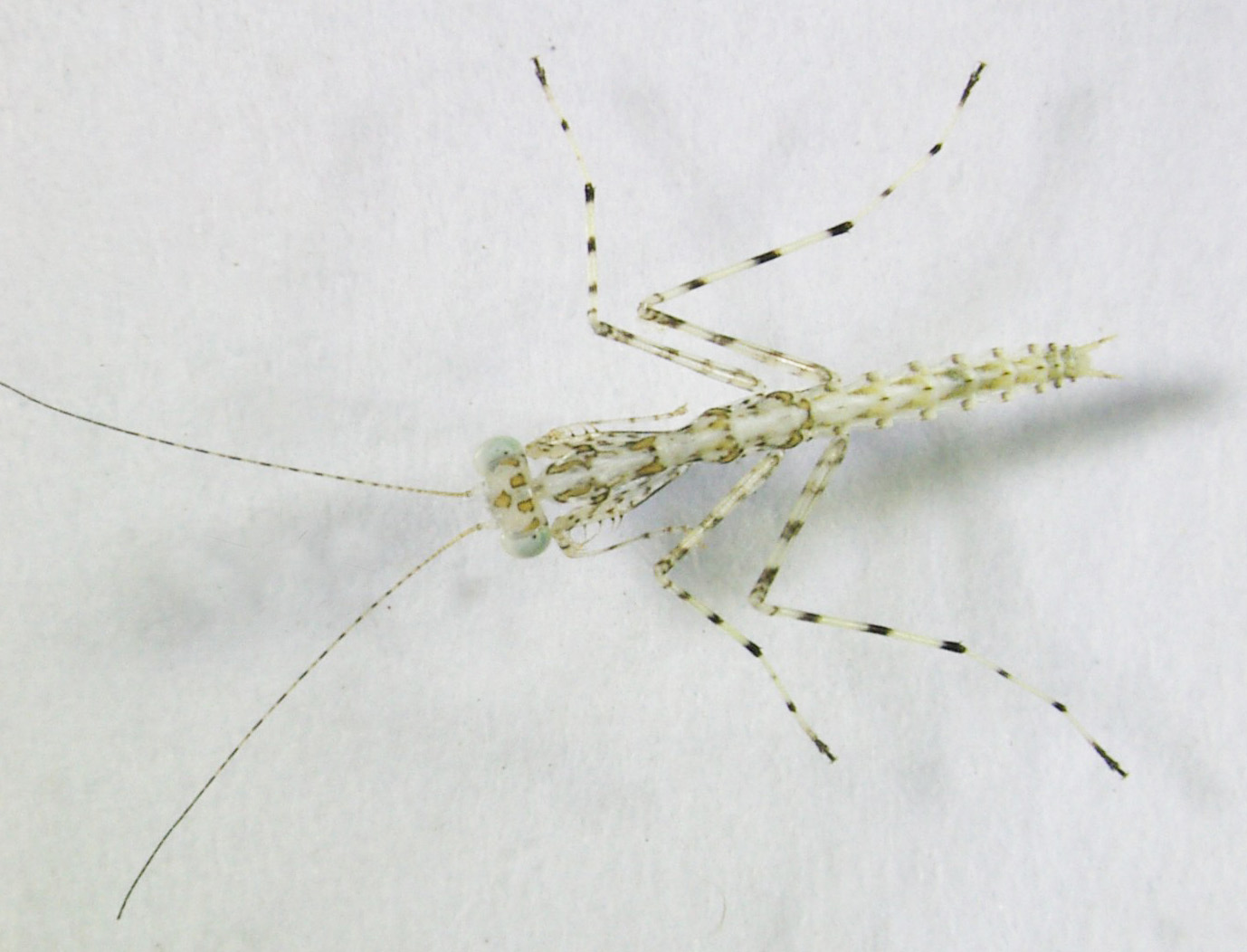 Tropidomantis early nymph.jpg