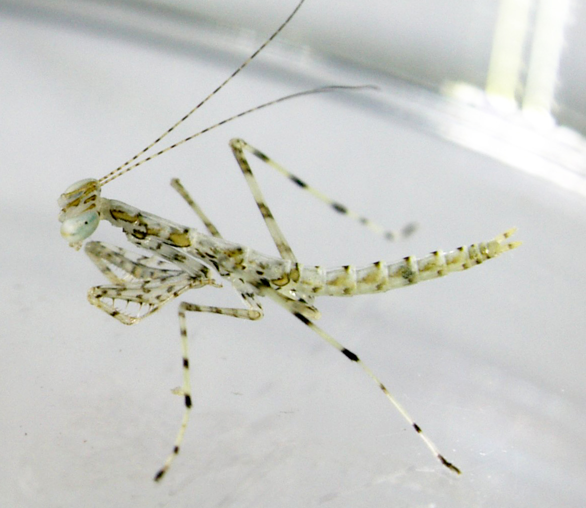 Tropidomantis early nymph2.jpg