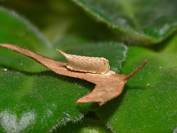 Tropidomantis tenera egg ootheca.jpg