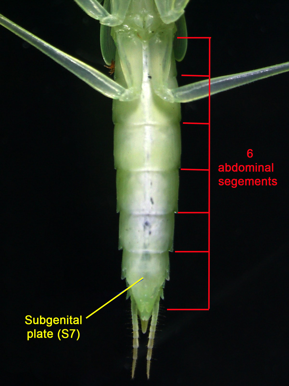 Tropidomantis tenera female.jpg