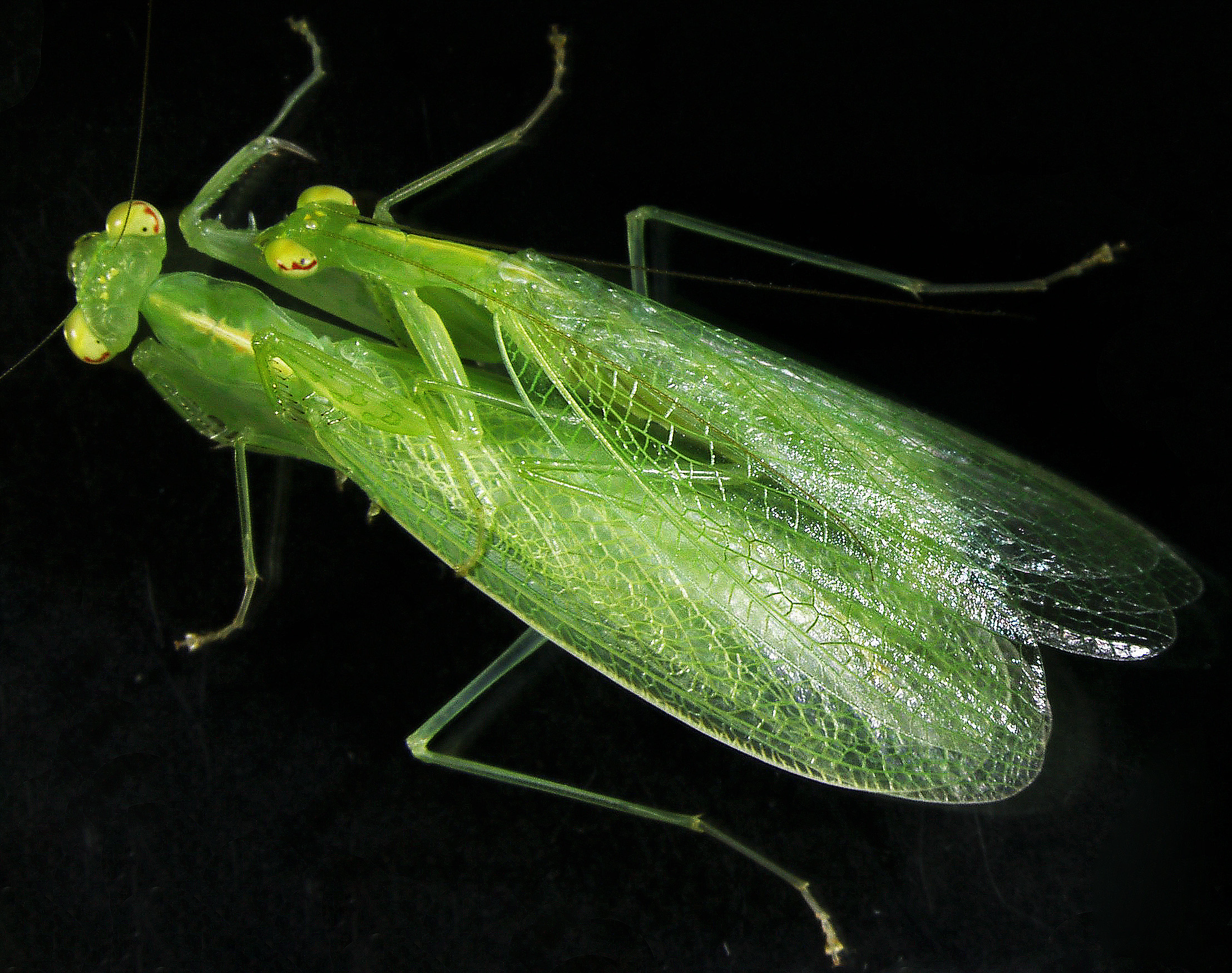 Tropidomantis tenera mating2.jpg